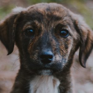 Cute little brown puppy eager and waiting.